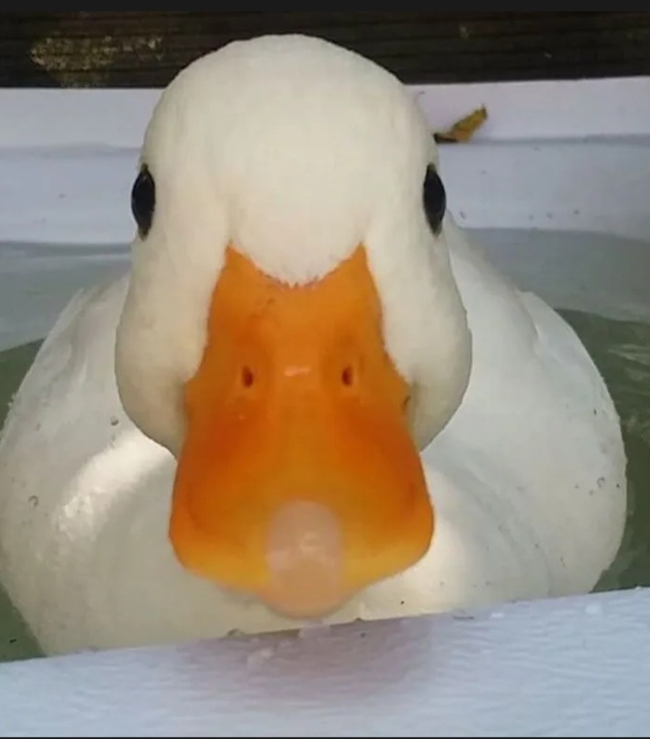 Elwyn - Appenzell Steinegg - Appenzell Rhodes-Intérieures | Plans cul