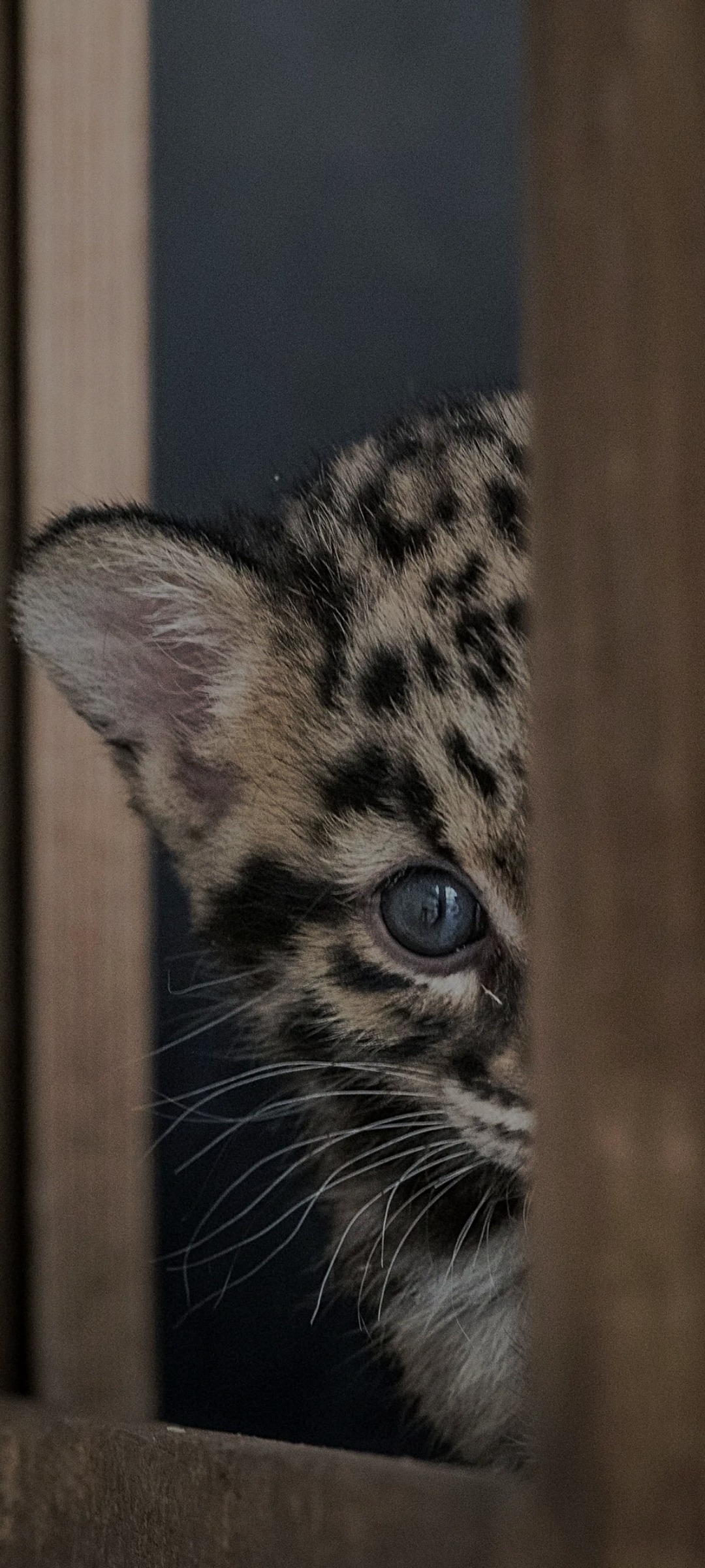 Jackson - Hüntwangen - Zurich | Plans cul